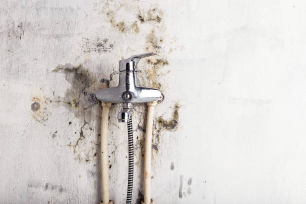 Best Mold Remediation  in Levelland, TX