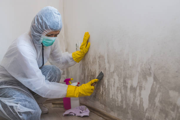 Best Mold Damage Repair  in Levelland, TX