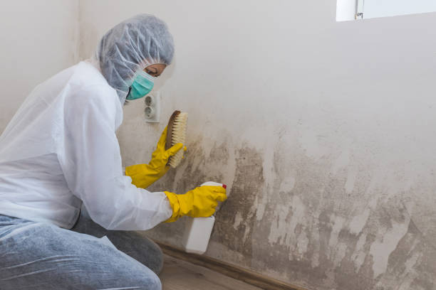 Office Mold Removal Services in Levelland, TX