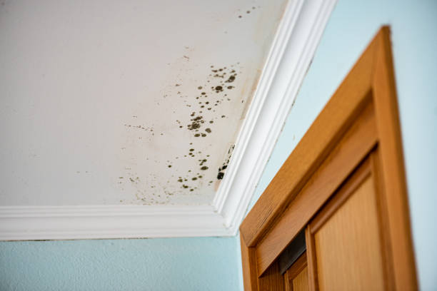 Best Mold Cleaning Services  in Levelland, TX