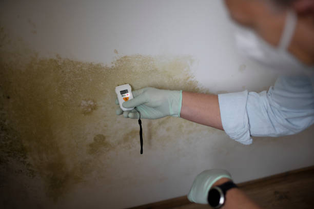 Best Emergency Mold Removal  in Levelland, TX