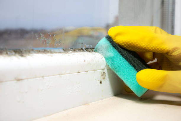 Best Black Mold Removal  in Levelland, TX