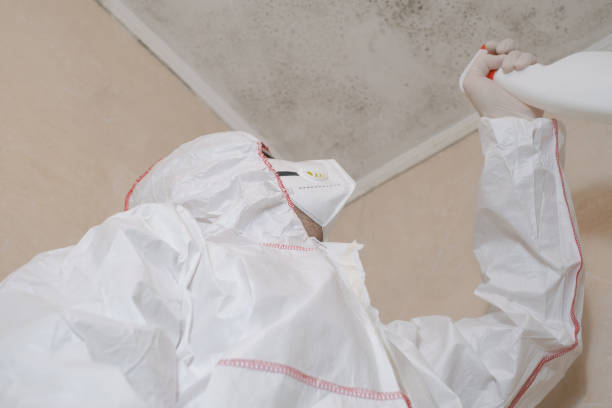 Best Commercial Mold Removal  in Levelland, TX
