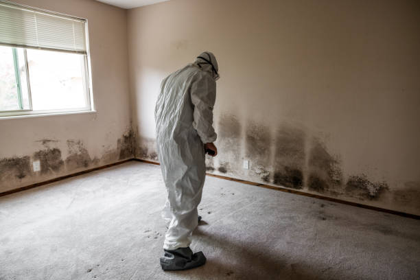 Best Emergency Mold Removal  in Levelland, TX