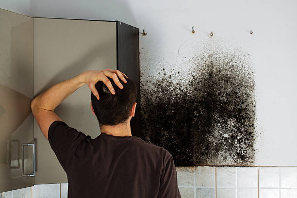Best Certified Mold Removal  in Levelland, TX