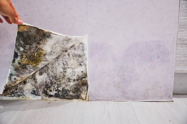 Best Mold Removal Near Me  in Levelland, TX